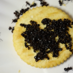 black ants culinary grade on a ritz cracker.jpg
